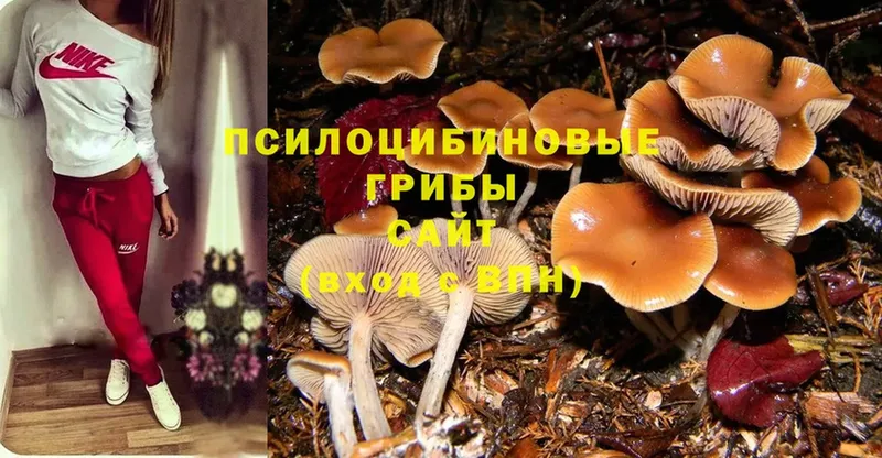 Псилоцибиновые грибы Psilocybe  как найти   Белозерск 